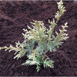 Превью изображения