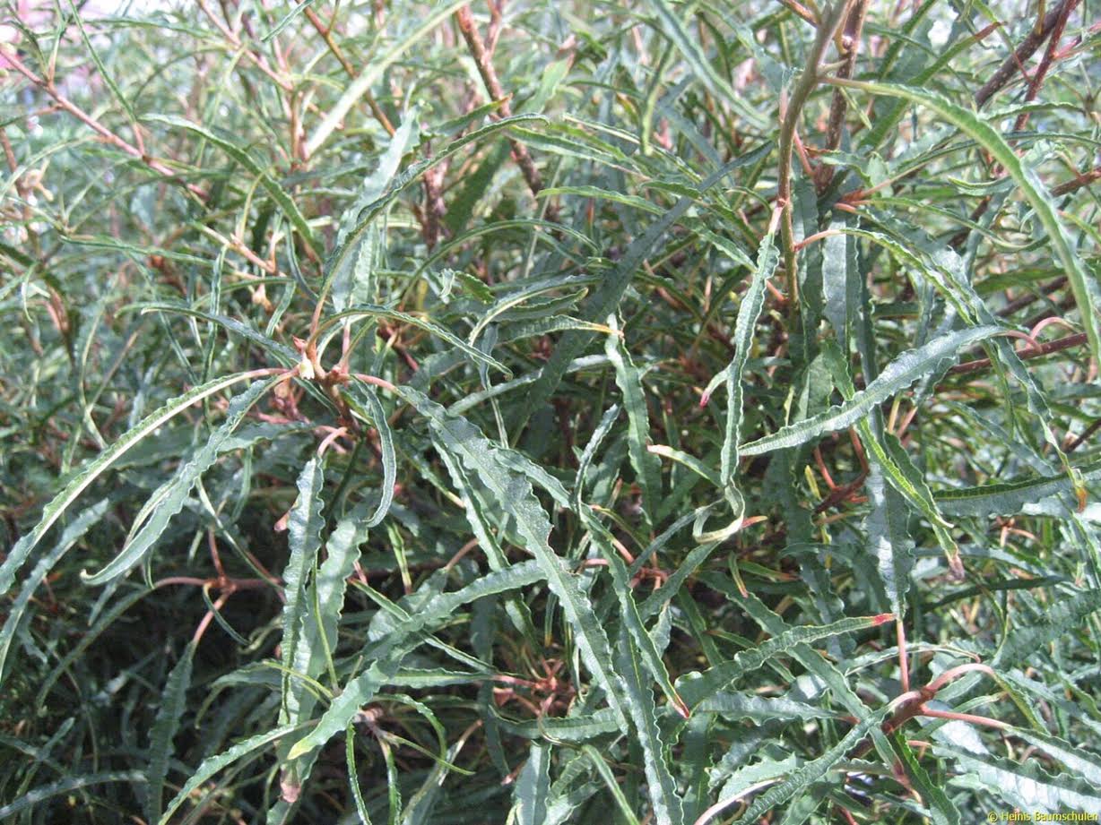 Превью изображения