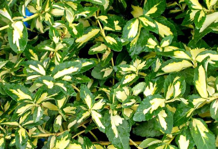 Превью изображения