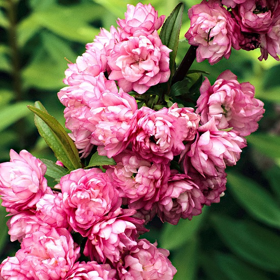 Превью изображения