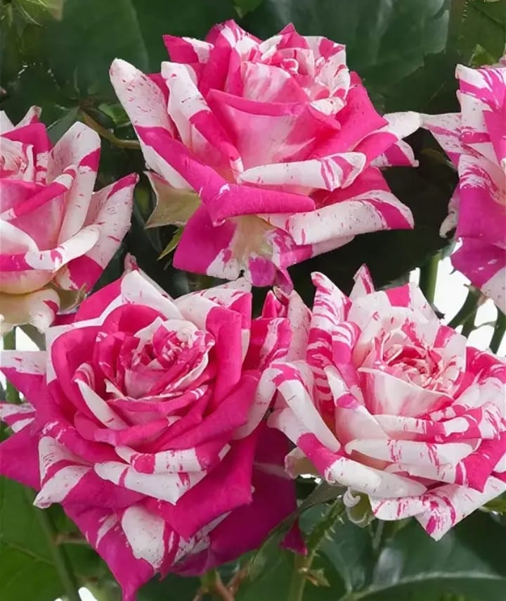 Превью изображения