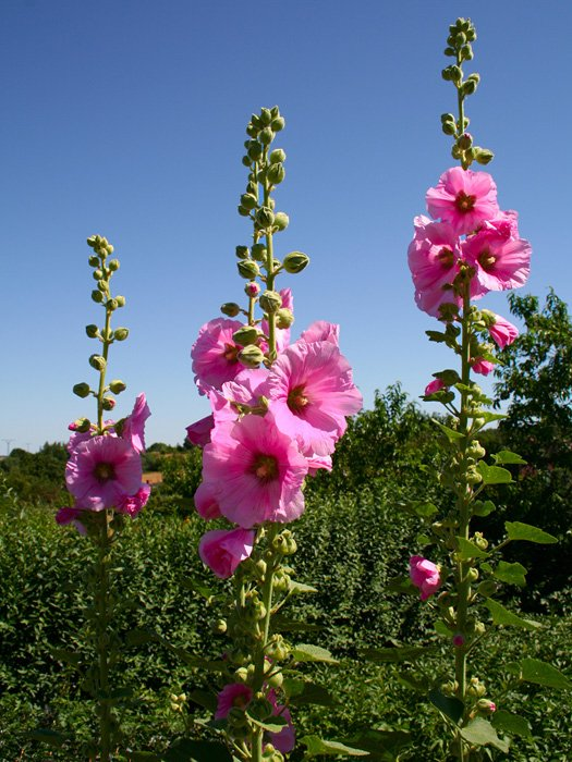 Превью изображения