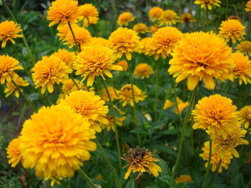 Превью изображения