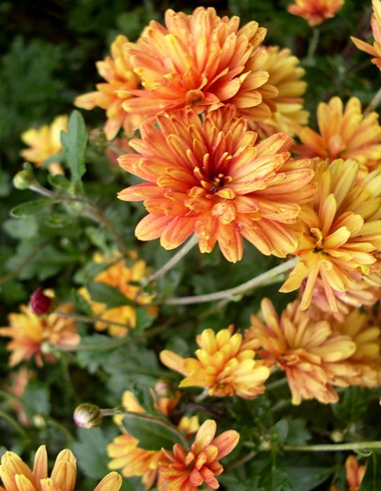 Превью изображения