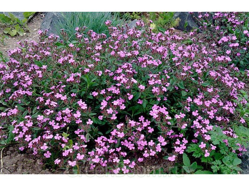 Превью изображения