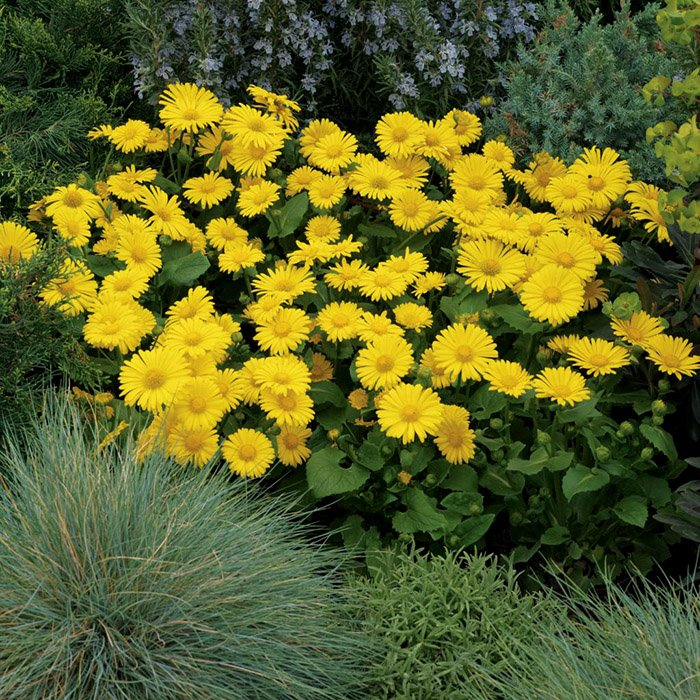 Превью изображения