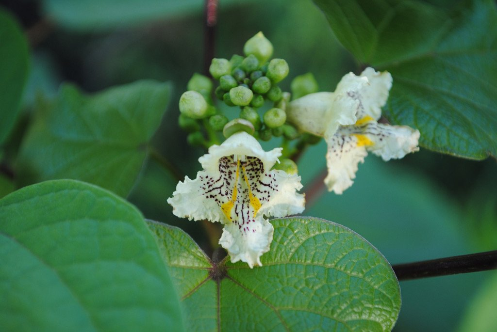 Превью изображения
