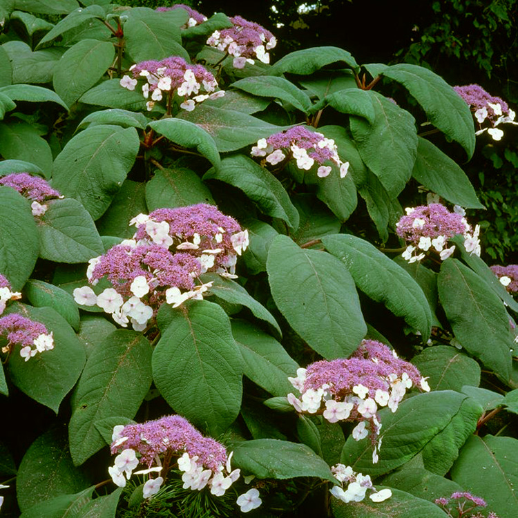 Превью изображения