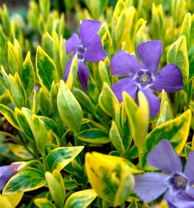 Превью изображения