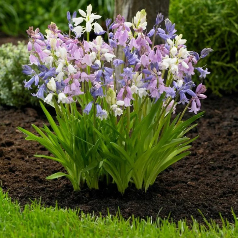 Превью изображения