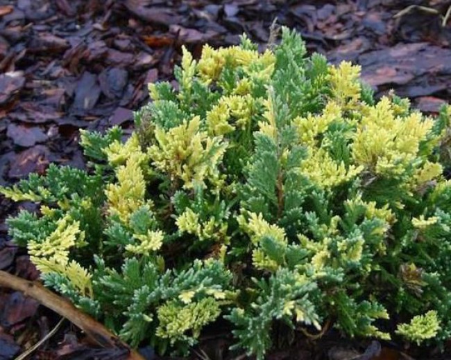 Превью изображения