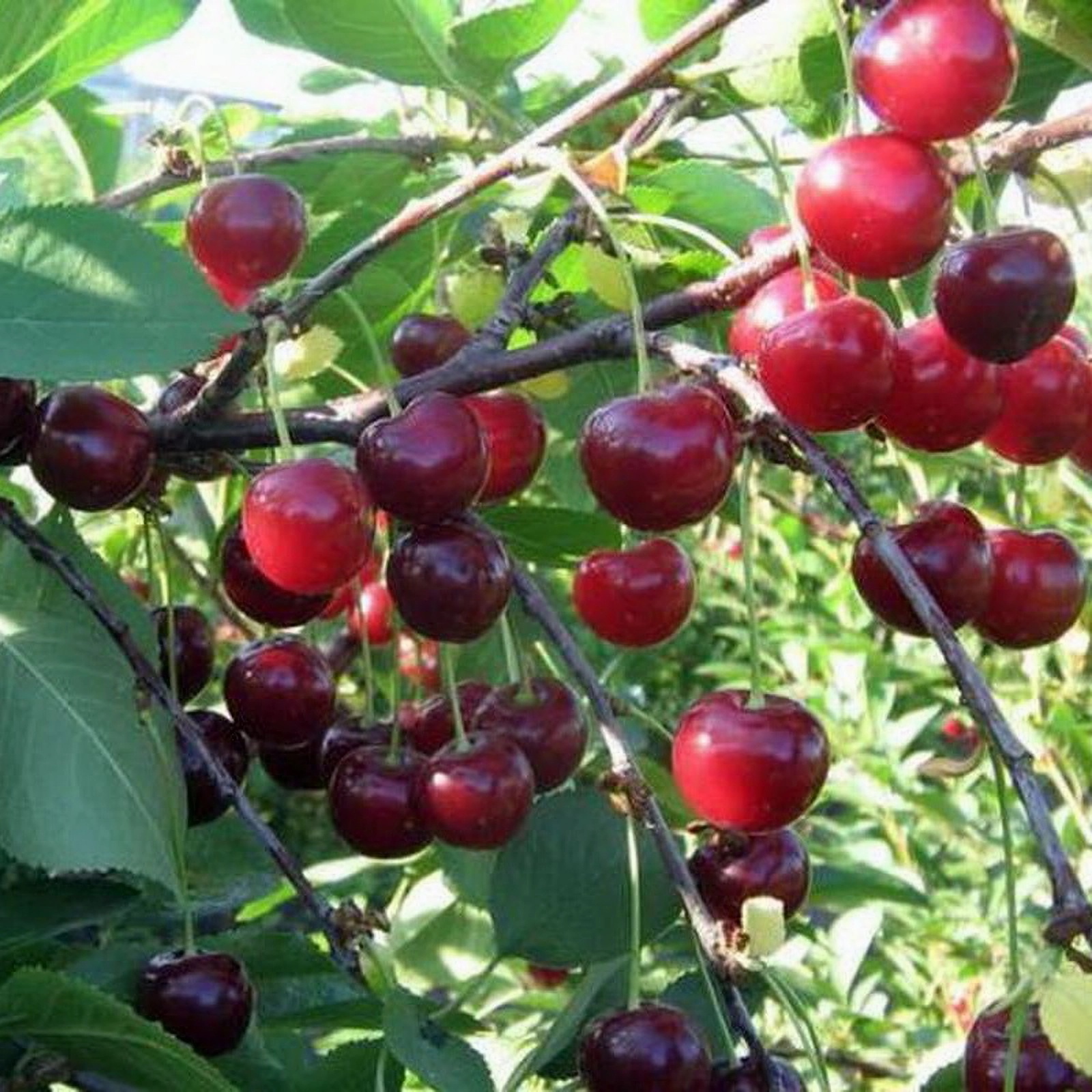 Превью изображения