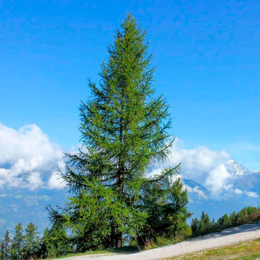 Превью изображения