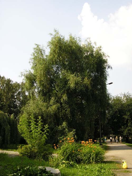 Превью изображения