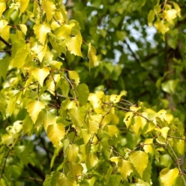 Превью изображения