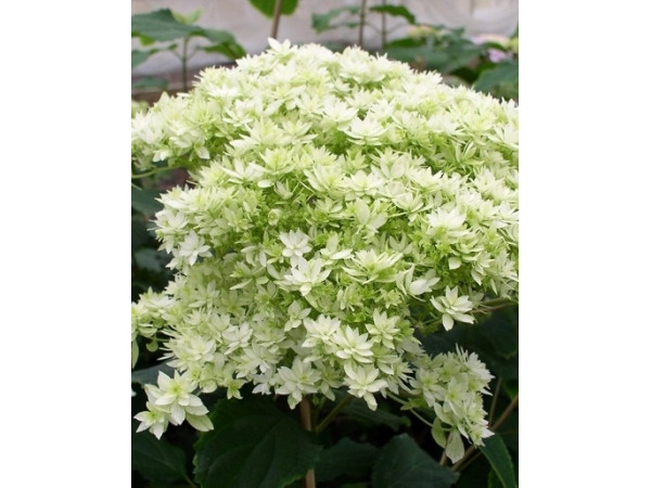 Превью изображения