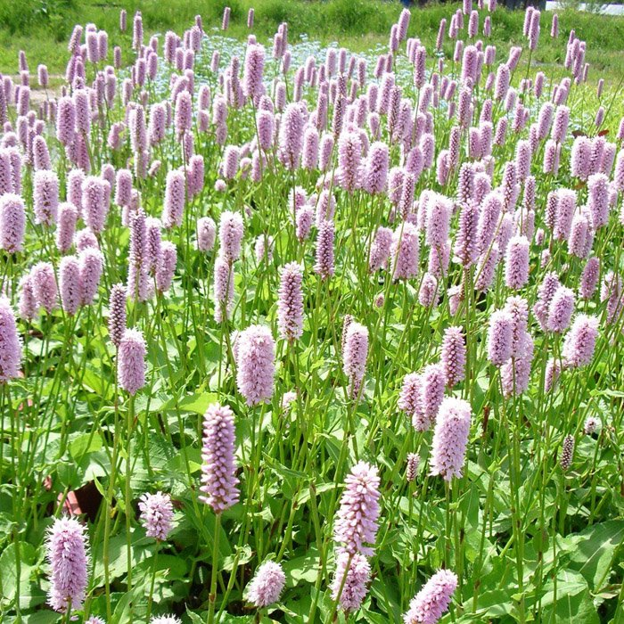 Превью изображения