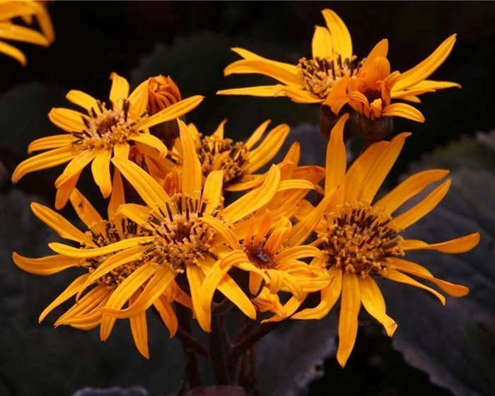 Превью изображения