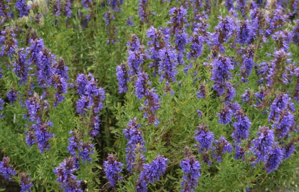 Превью изображения