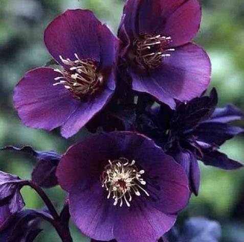 Превью изображения