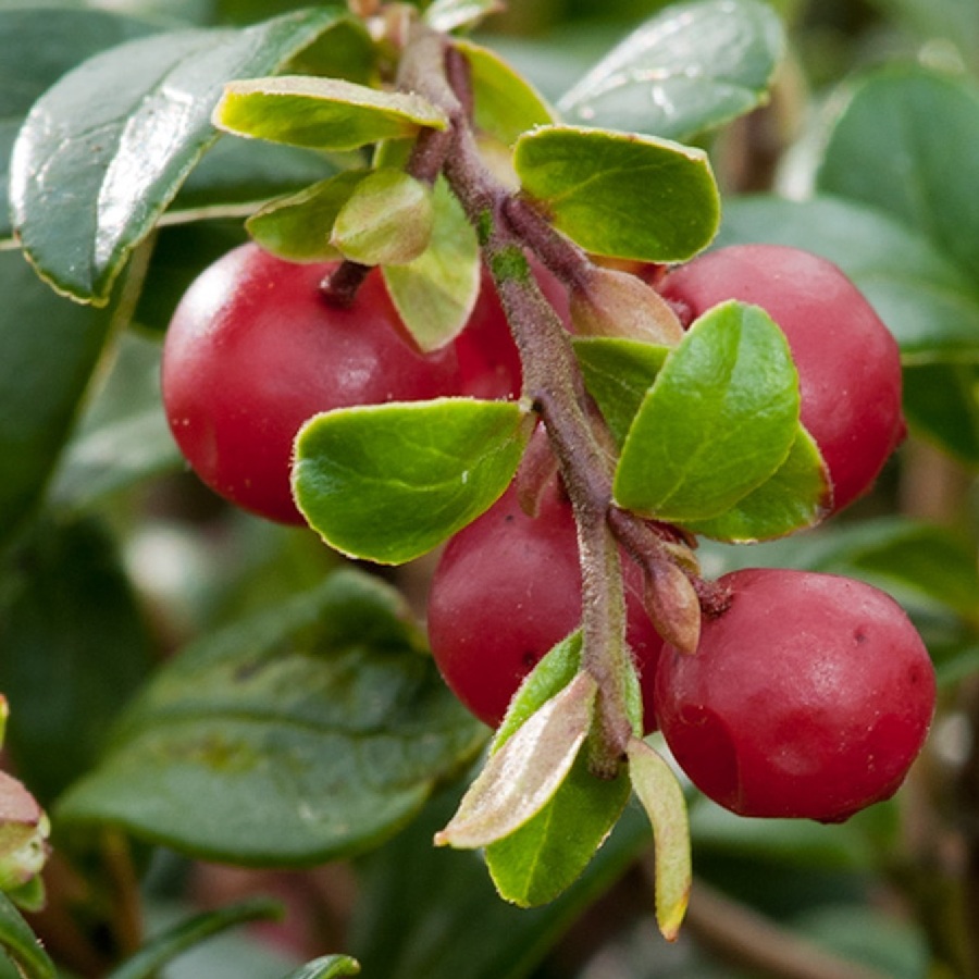 Превью изображения