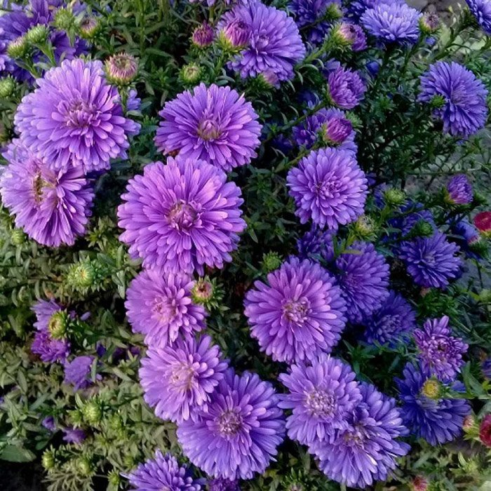 Превью изображения