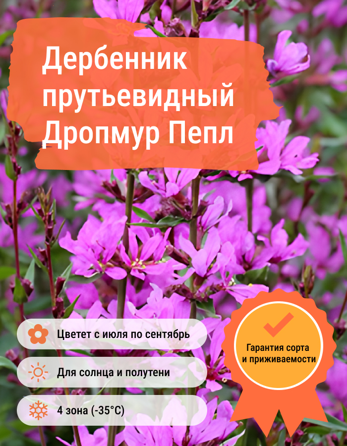 Превью изображения