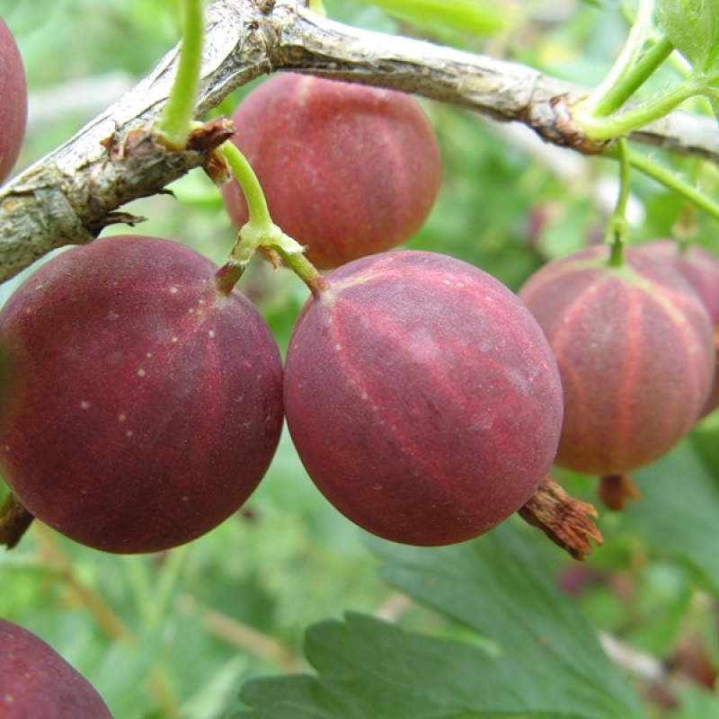 Превью изображения