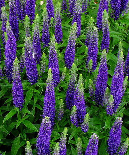 Превью изображения