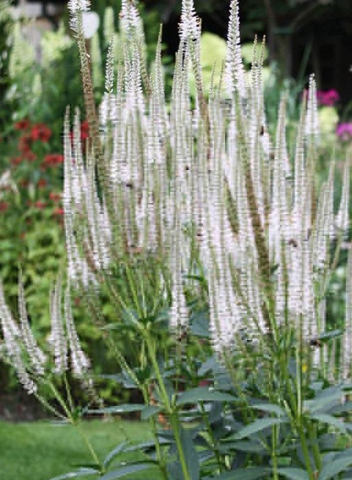 Превью изображения