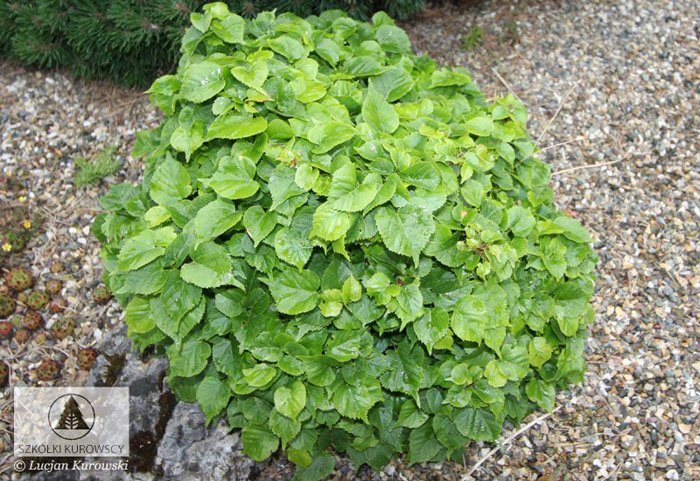 Превью изображения