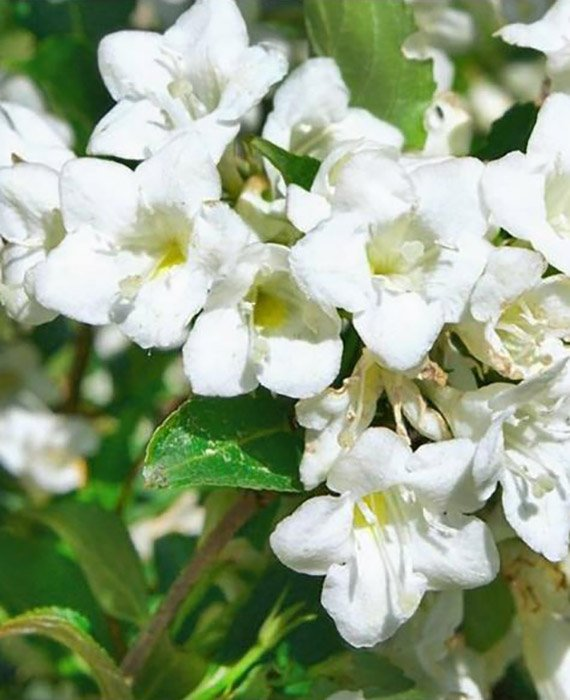 Превью изображения