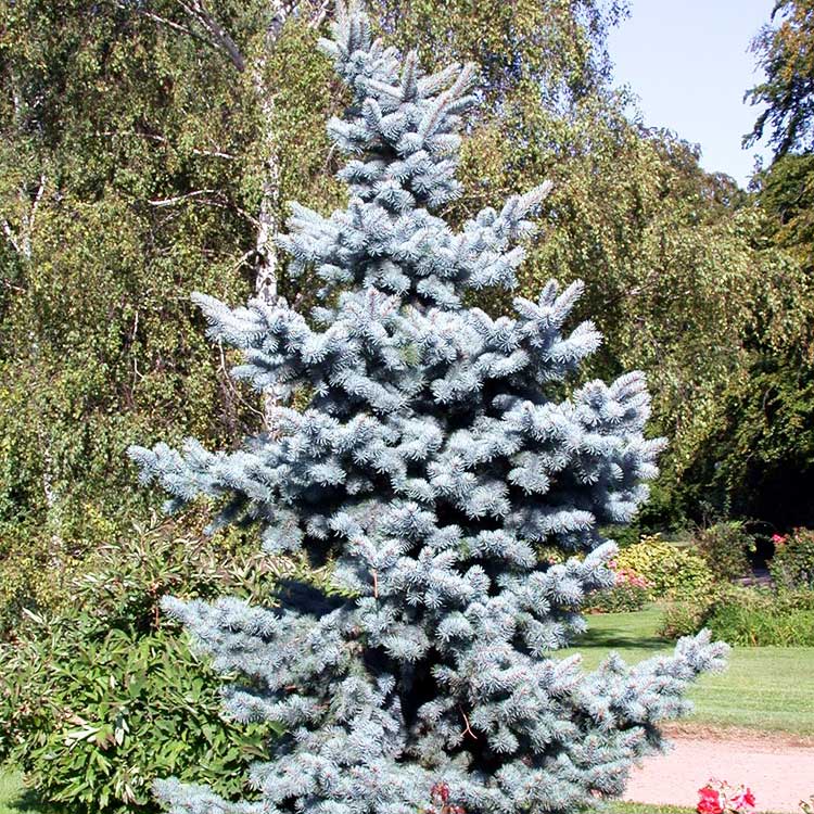 Превью изображения