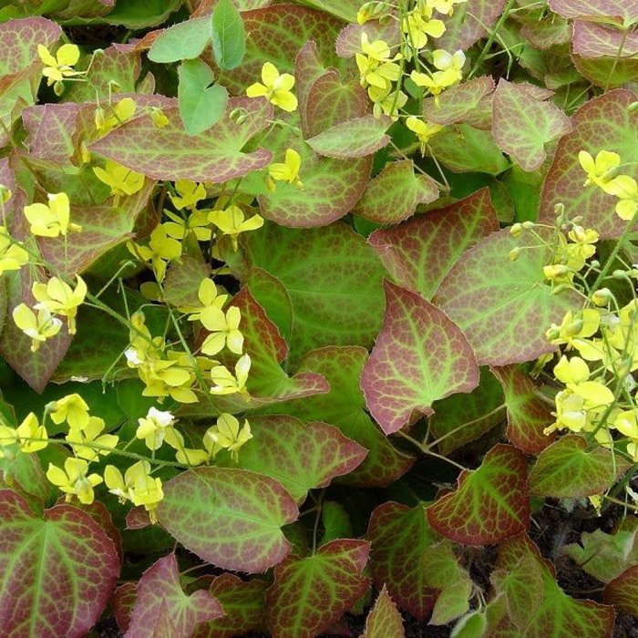 Превью изображения