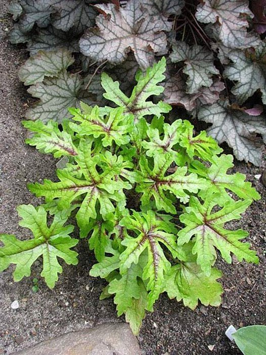 Превью изображения