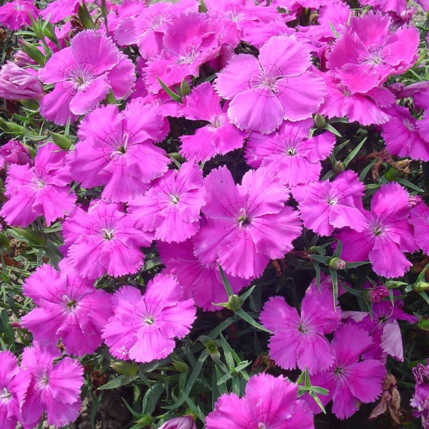 Превью изображения