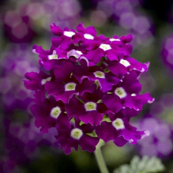 Превью изображения