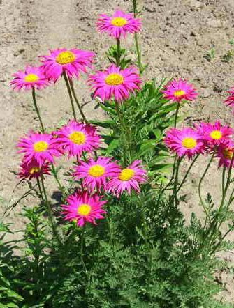 Превью изображения