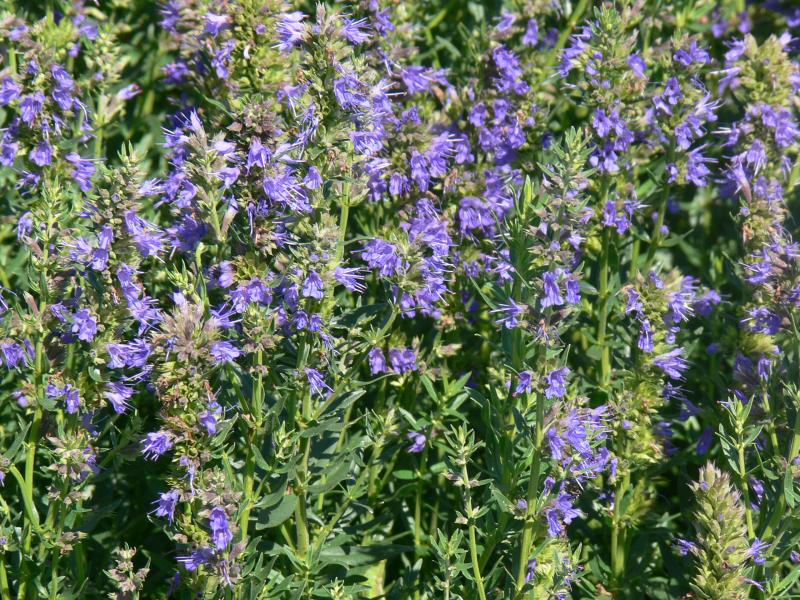 Превью изображения