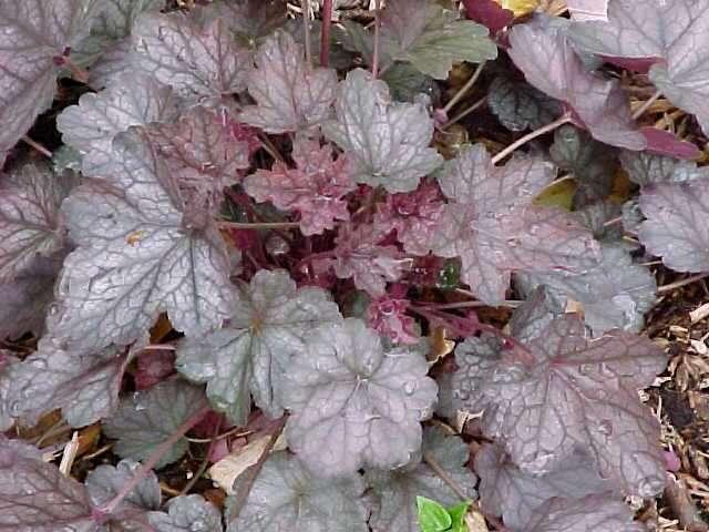 Превью изображения