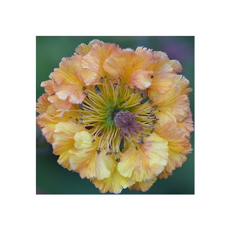 Превью изображения