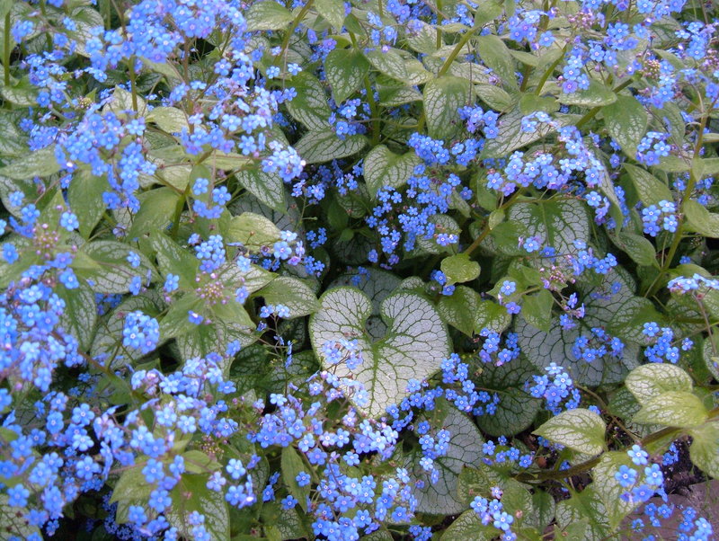 Превью изображения