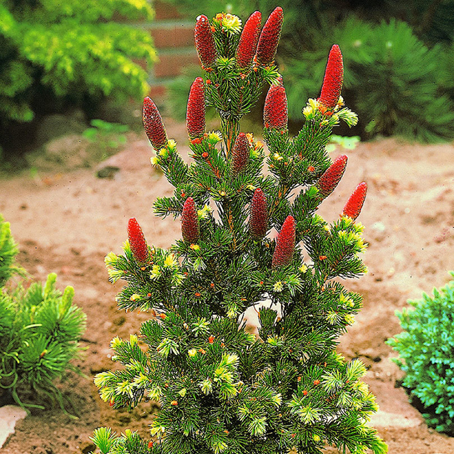 Превью изображения