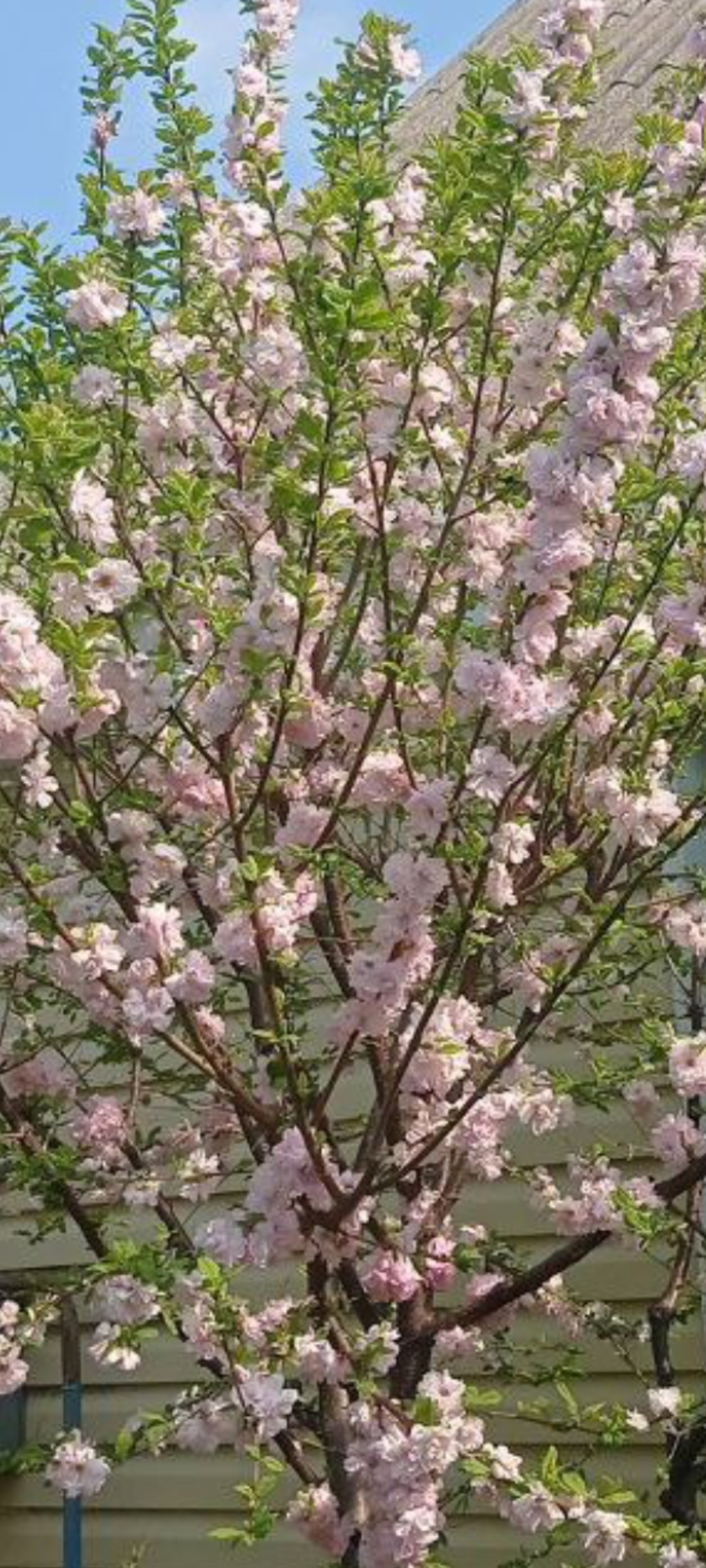 Превью изображения