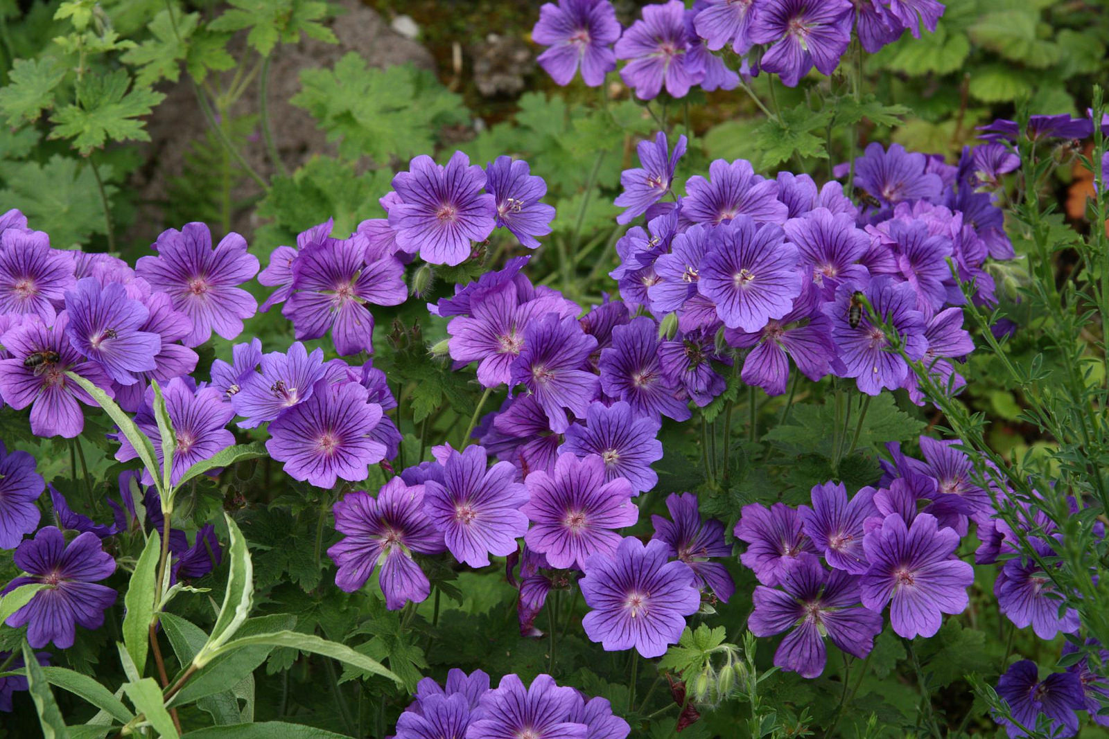 Превью изображения