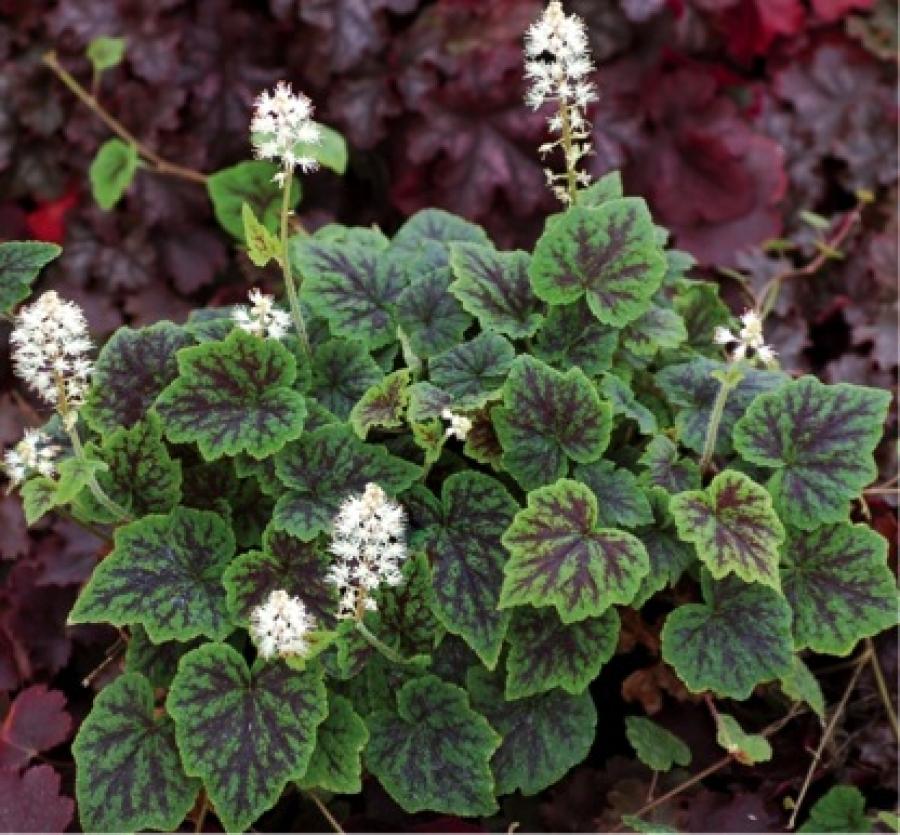 Превью изображения