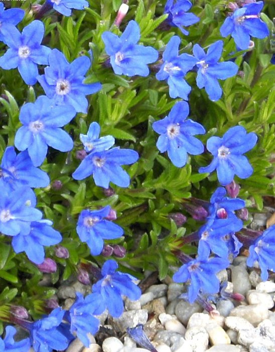 Превью изображения