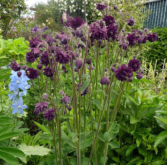 Превью изображения