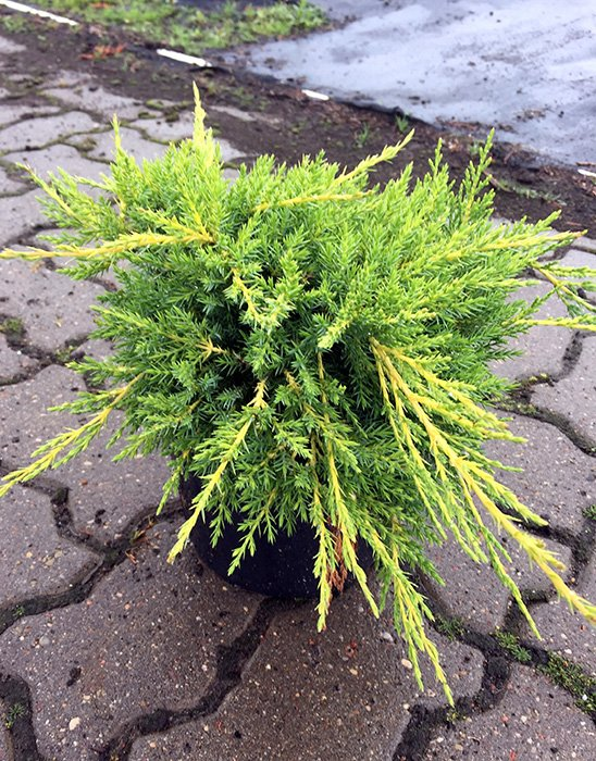 Превью изображения