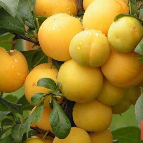 Превью изображения